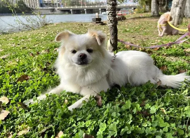 女子驾车300公里回家，花3000元高价寻狗：养了就要负责任