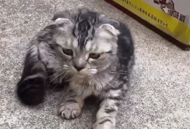 发病后被遗弃，却始终赖着不走的折耳猫，对能够重新拥有的一切都格外珍惜