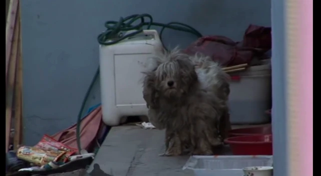 在街头生活5年之久的“狗夫妻”，每天轮流照顾孩子，负重找吃的