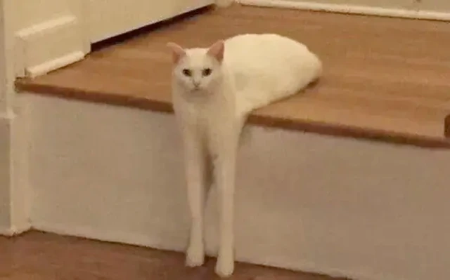 猫咪身上的“蒜瓣毛”，是什么意思？