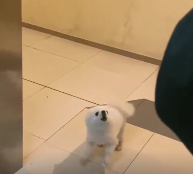 北京小狗电梯墙角站立唯唯诺诺，到站回头嘲讽一波人群：拉它回来