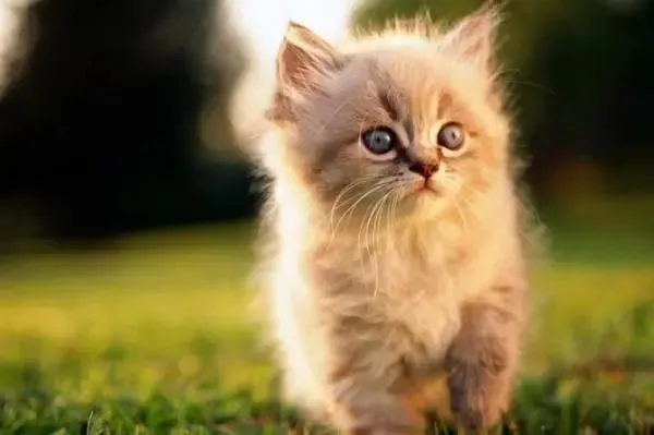 无论你多喜欢猫，在买的时候，也别选这6种猫！