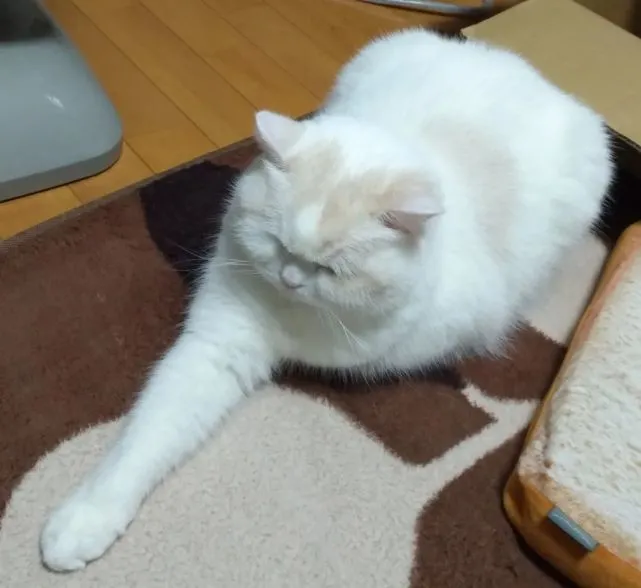 作为一只喵，不论何时都要保持优雅姿态～