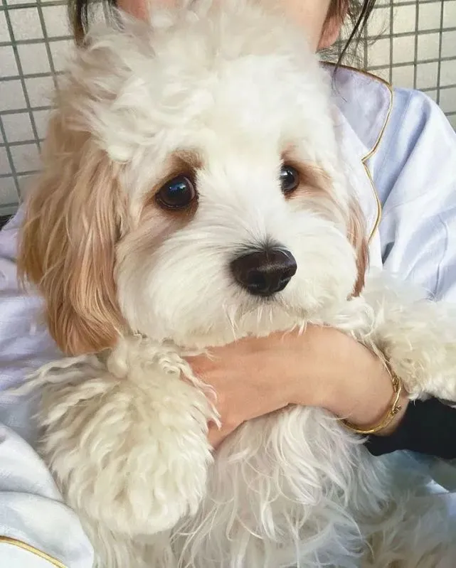 这么可爱的小狗勾喜欢什么颜色的麻袋呢？