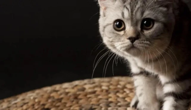 猫咪晚上一直叫怎么办 晚上叫唤的解决方法