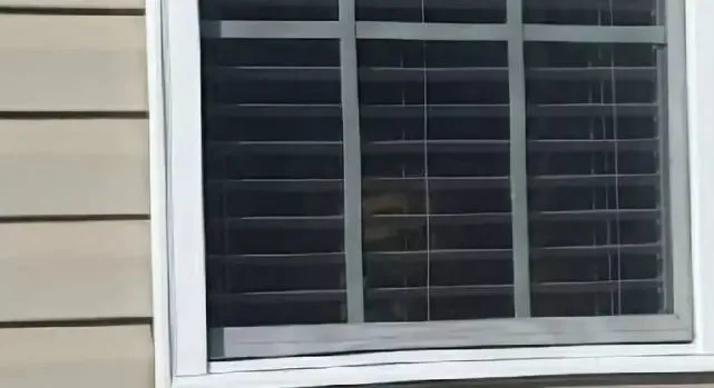 大金毛看到男主人和女主人的区别，真的很心疼了！