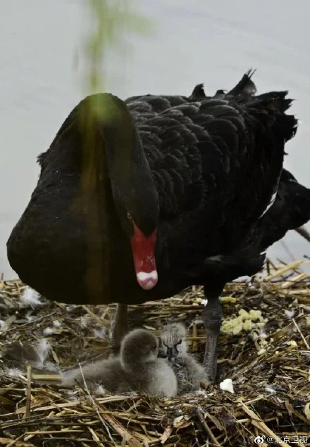 被圆明园黑天鹅的母爱暖到了