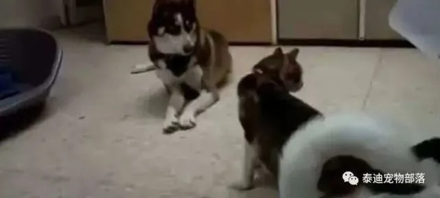 二哈好心和猫咪打招呼，反被猫咪抓脸，二哈瞬间哭泣向主人告状