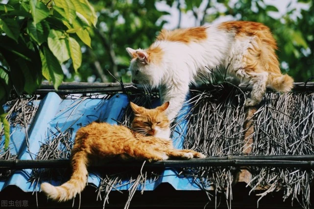 资深铲屎官也可能会犯的6大养猫误区，你中招了几条？