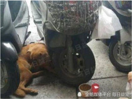 狗狗赖在医院不肯走，路人纷纷投诉，看到脖子上的挂牌后闭嘴了