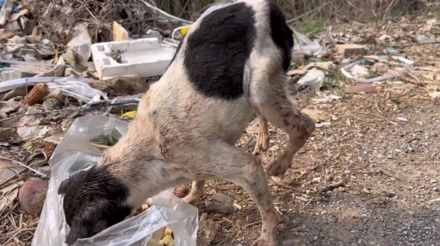 垃圾堆里后腿肿胀的流浪吉娃娃，尽管受尽伤害，却依然温顺亲人