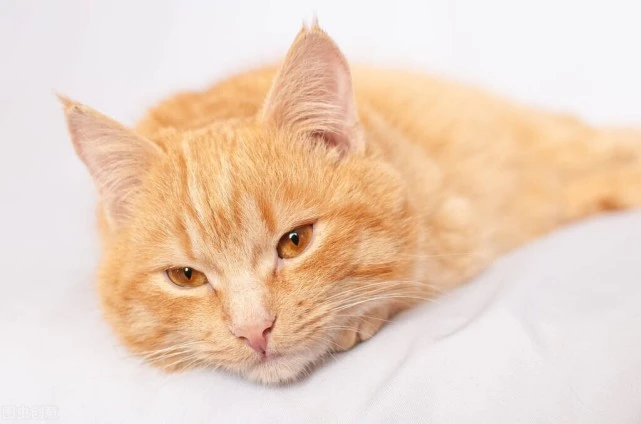 人均年消费500英镑，英国宠物经济火热