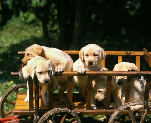 拉布拉多犬什么时候开始认主？