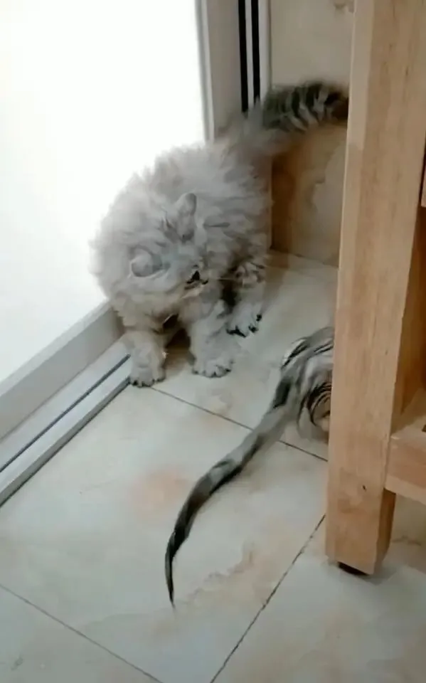 猫妈洗澡后大变样，猫崽认不出，立马被吓得尖叫起来！