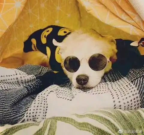 萧亚轩痛失爱犬，陪伴20年亲如家人，爱狗如命被咬“毁容”也原谅