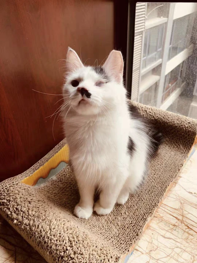 淘宝上线互动“小流浪旅舍”：线上互动养宠，线下帮助流浪动物