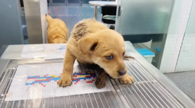 雨夜里在高架桥上挣扎的流浪狗，甚至连名字都没有，就永远地离开了