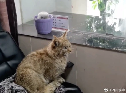 休息～休息一下！甘孜一荒漠猫大摇大摆逛办公室