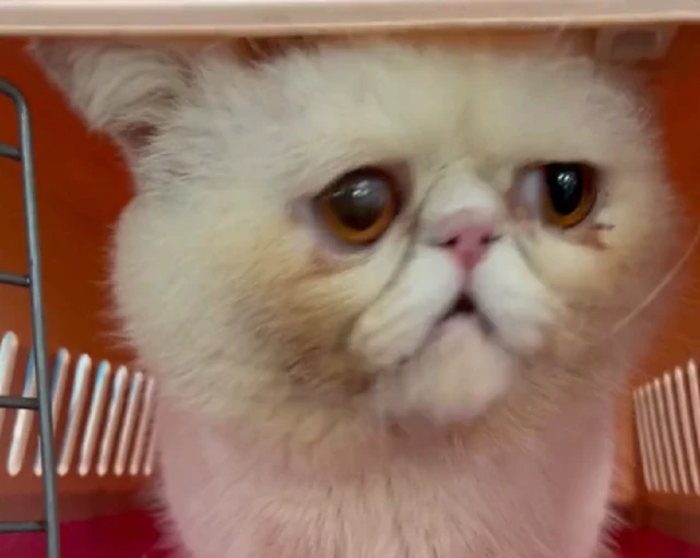 情绪波动极大的流浪加菲猫，总是默默看着门外，似乎还在期待着主人来接它