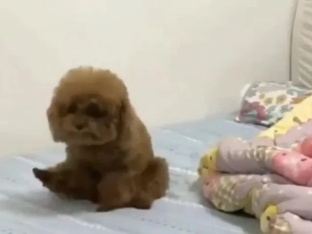 泰迪果然是神奇，一顿操作把人看懵