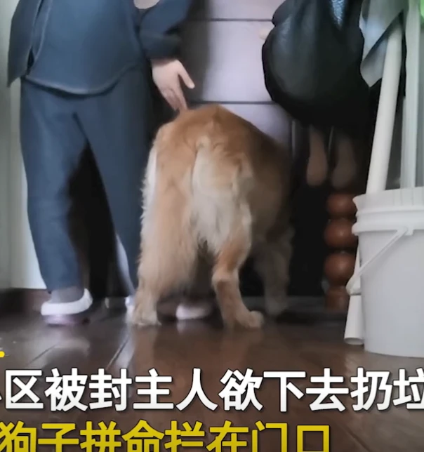 上海一小区被封，主人背包下楼丢垃圾，狗子拼命拦住女子求带走
