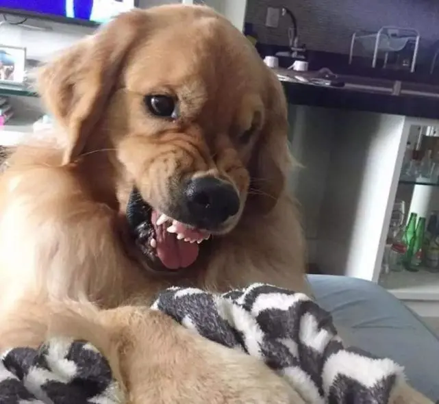 解析人类与狗的思维和心理，狗子经常会有烦恼，它们烦恼时的表现