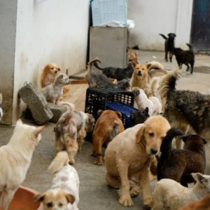 实探大冶市小动物保护协会：一群人的善意，近三百只流浪狗的家！