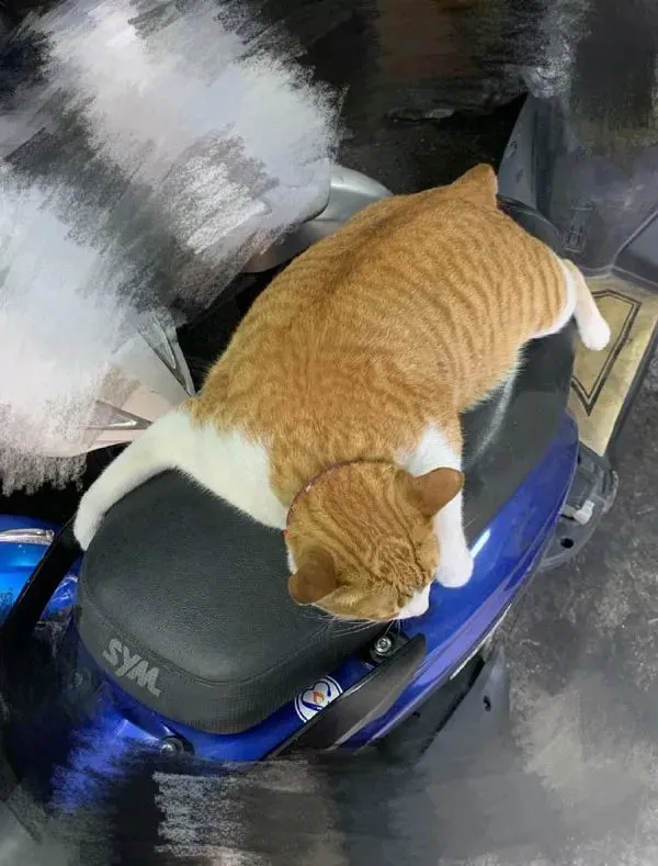 店老板收养了一只橘猫，因为是卖吃的，所以这橘猫的身材！