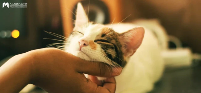 宠物用品的智能化进阶