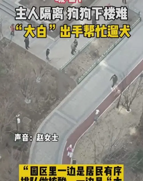 女子隔离期间不能出门，社区“大白”帮忙遛狗：太暖心了