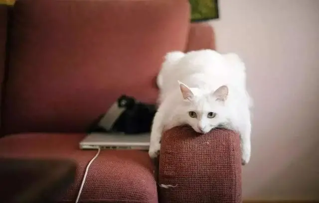 为什么会有人“讨厌猫”？主要因素有3个