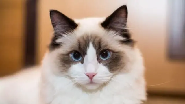 世界上身价最高的猫都有哪些