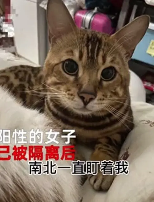 女子确诊后被隔离，家中2只猫被送去酒店寄养：政府太暖心了