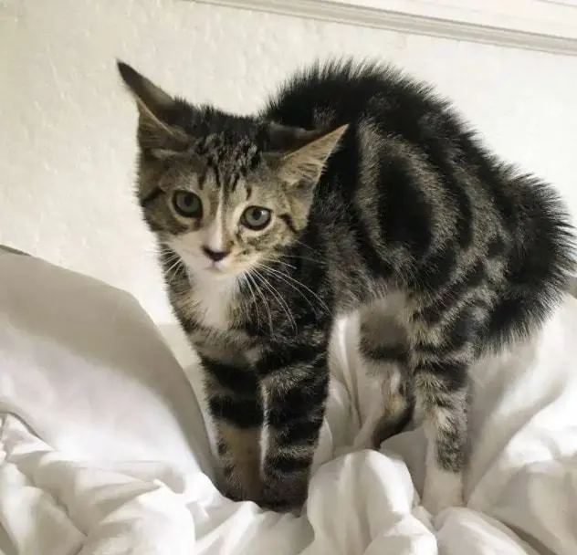 “熊孩子来家里做客后，直接送猫去了喵星”