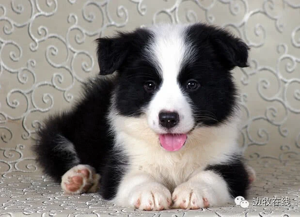 边牧专栏丨边境牧羊犬幼犬不吃狗粮怎么办？