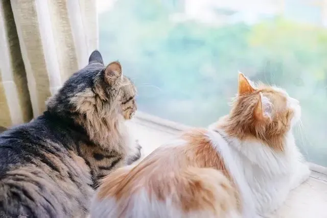 3年前家里的猫突然变凶，还开始攻击家人，原因让人掉眼泪