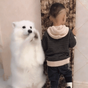 狗狗是个“两面派”，对待人类幼崽和成年人，真是两副面孔