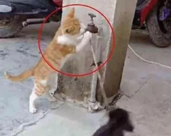 狗狗被拴在路边等死，路人无人上前救助，反而是它伸出援助之手