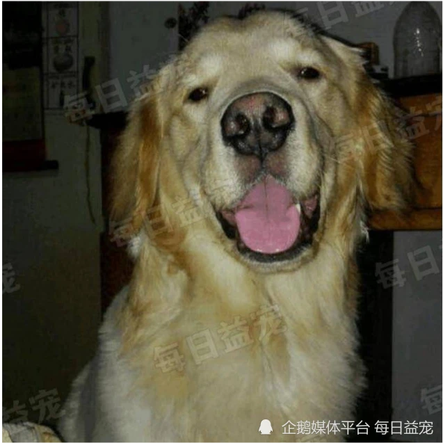 狗狗不想离开主人，于是化悲愤为力量，只为让主人留下自己