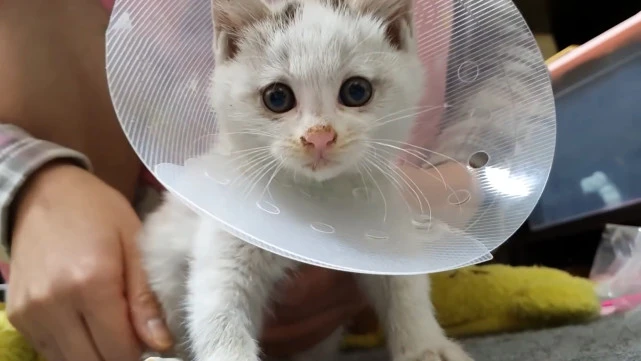 密封纸箱传来猫叫声，打开后让人泪目，喵星人5个脚趾仅剩2个