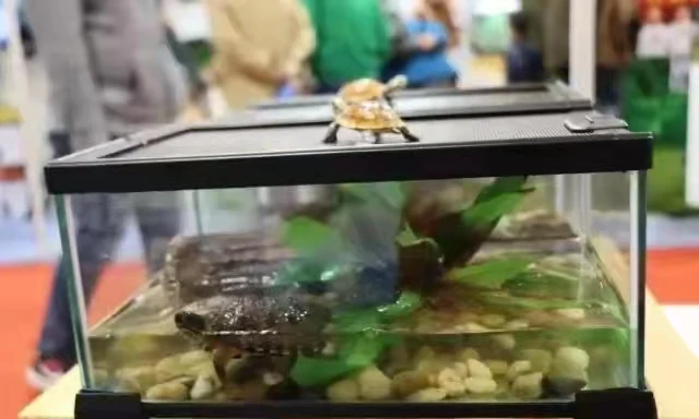 选择乌龟箱的时候应该注意这些