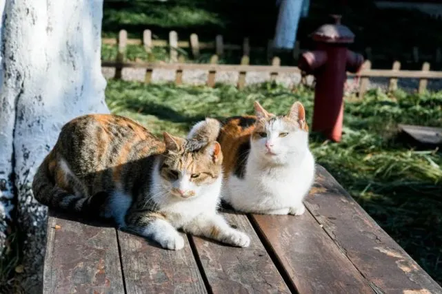大数据，请把我推给爱喵喵的南京人！