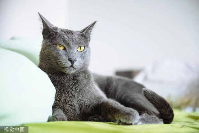 俄罗斯蓝猫的起源是什么？你知道吗？