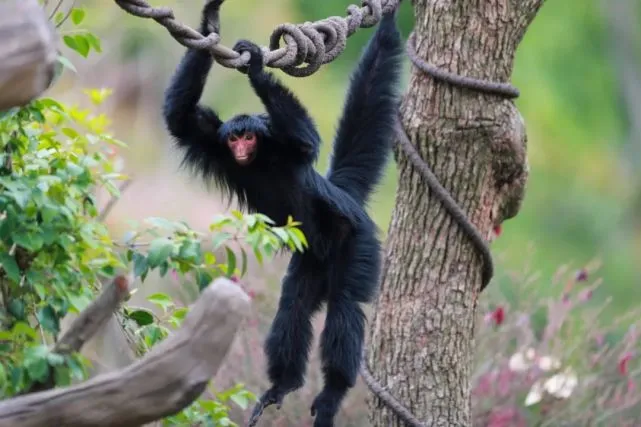 闭园期间，“铲屎官”化身小动物们的“陪伴者”，玩耍带崽两不误