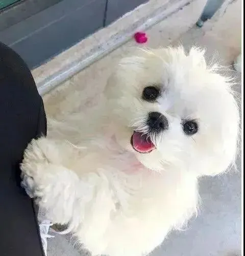 太萌啦！治疗犬凭绝招给医院小朋友带去欢笑