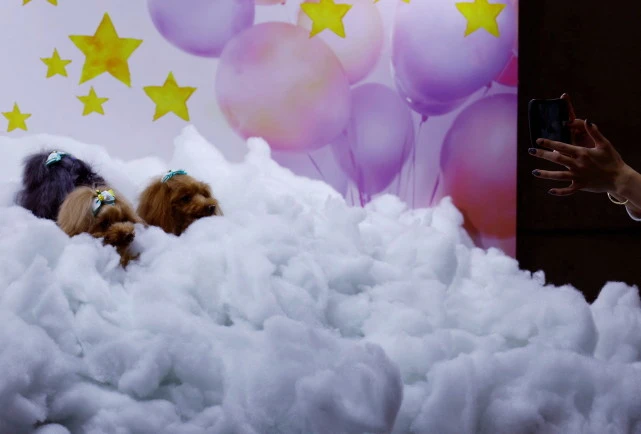 （外代二线）日本东京举办国际宠物博览会（2）