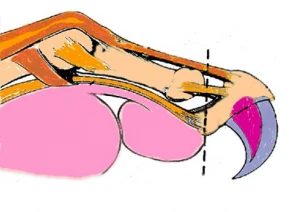 哪些养猫的行为，其实是在让猫承受痛苦？