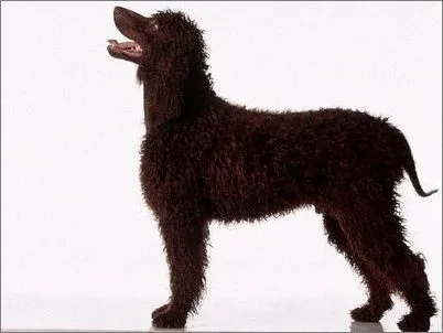 如何喂养/饲养爱尔兰水猎犬？