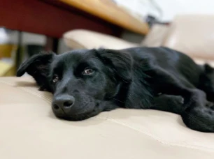 带爱犬出门却被黑狗尾随，他几次将其赶跑，回家后…尴尬了！