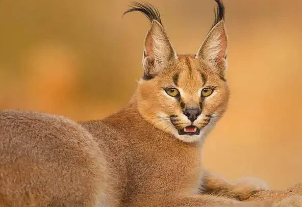 跳的高长得萌，但实际上却暴力至极，带你了解暴力萝莉——狞猫